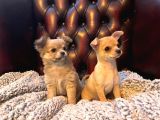 Chihuahua Yavruları Safkan Irk Ve Sağlık Garantili