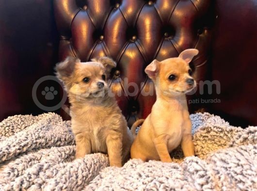 Chihuahua Yavruları Safkan Irk Ve Sağlık Garantili