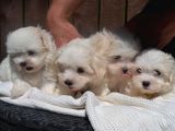 Maltese Terrier Yavruları Saflan Irk Ve Sağlık Garantili