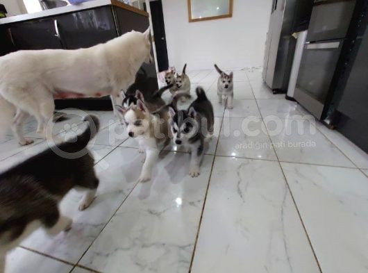 Sibirya Kurdu Yavruları Safkan Irk Ve Sağlık Garantili görsel