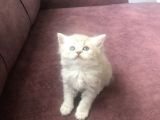 Scottish Straight Ve British Shorthair Minikler Yeni Ailelerini Arıyor