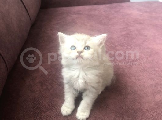 Scottish Straight Ve British Shorthair Minikler Yeni Ailelerini Arıyor