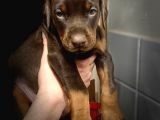 Doberman Yavruları Safkan Irk Ve Sağlık Garantili