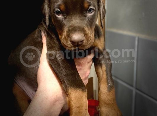 Doberman Yavruları Safkan Irk Ve Sağlık Garantili görsel
