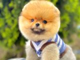 Safkan Pomeranian Boo Yavrularımız