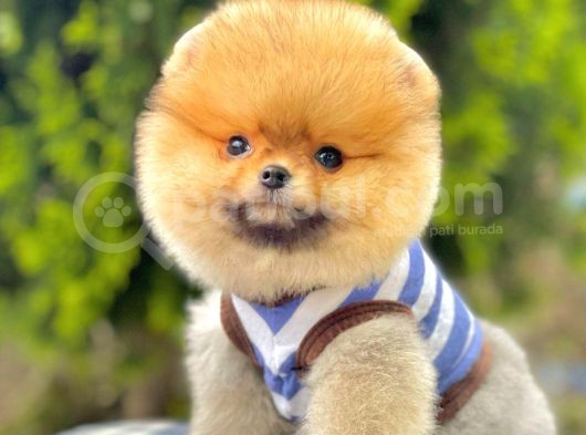 Safkan Pomeranian Boo Yavrularımız