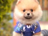 Safkan Pomeranian Boo Yavrularımız