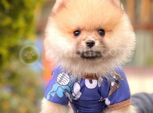 Safkan Pomeranian Boo Yavrularımız görsel