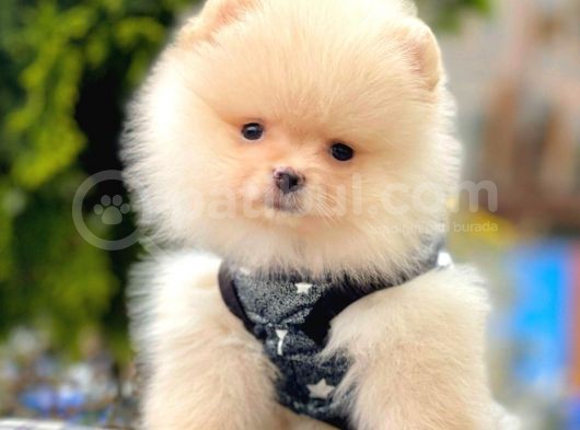 Safkan Pomeranian Boo Yavrularımız görsel