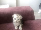 Scottish Straight Ve British Shorthair Minikler Yeni Ailelerini Arıyor