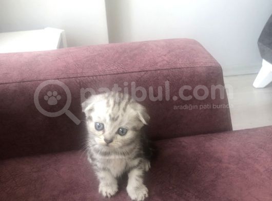 Scottish Straight Ve British Shorthair Minikler Yeni Ailelerini Arıyor görsel