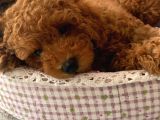 Toy Poodle Yavruları Safkan Irk Ve Sağlık Garantili