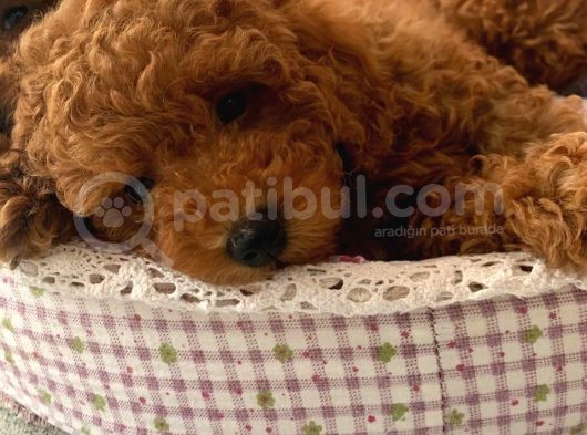 Toy Poodle Yavruları Safkan Irk Ve Sağlık Garantili görsel