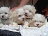 Maltese Terrier Yavruları Saflan Irk Ve Sağlık Garantili