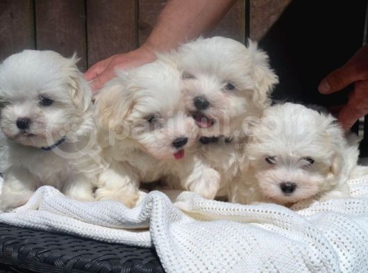 Maltese Terrier Yavruları Saflan Irk Ve Sağlık Garantili görsel