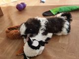 Shih Tzu Yavrularımız Safkan Irk Ve Sağlık Garantili