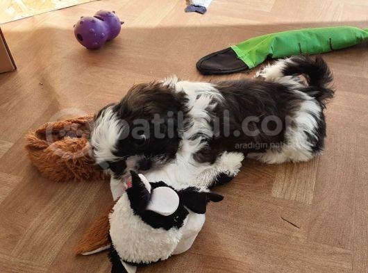 Shih Tzu Yavrularımız Safkan Irk Ve Sağlık Garantili görsel