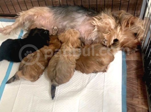Morkie Yavrularımız Safkan Irk Ve Sağlık Garantili görsel