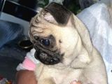 Pug Mops Yavruları Safkan Irk Ve Sağlık Garantili