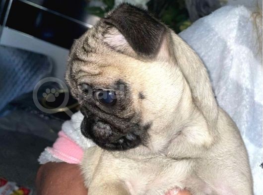 Pug Mops Yavruları Safkan Irk Ve Sağlık Garantili görsel