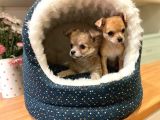 Chihuahua Yavruları Safkan Irk Ve Sağlık Garantili