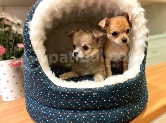 Chihuahua Yavruları Safkan Irk Ve Sağlık Garantili görsel