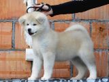 Akita Inu Yavruları Safkan Irk Ve Sağlık Garantili