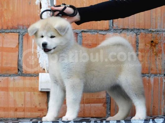 Akita Inu Yavruları Safkan Irk Ve Sağlık Garantili