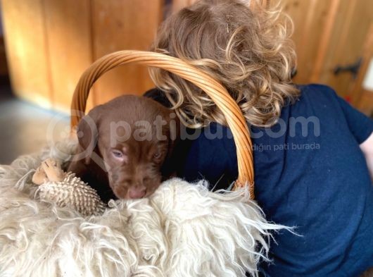 Labrador Yavruları Safkan Irk Ve Sağlık Garantili görsel