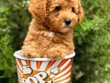 Safkan A Kalite Toy Poodle Yavrularımız