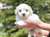 Sevimli Maltipoo