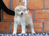 Akita Inu Yavruları Safkan Irk Ve Sağlık Garantili
