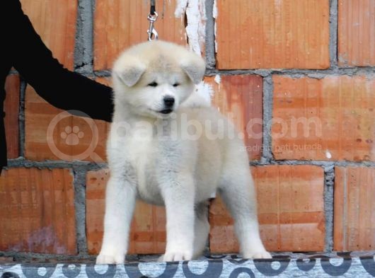 Akita Inu Yavruları Safkan Irk Ve Sağlık Garantili görsel