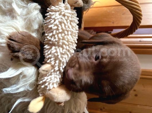 Labrador Yavruları Safkan Irk Ve Sağlık Garantili görsel