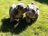 İngiliz Bulldog Yavruları Safkan Irk Ve Sağlık Garantili