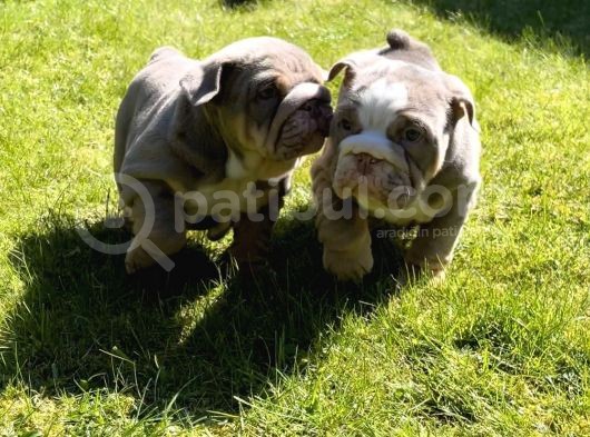 İngiliz Bulldog Yavruları Safkan Irk Ve Sağlık Garantili