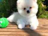 Orj. Teddy Bear Pomeranian Bebeklerimiz