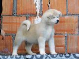 Akita Inu Yavruları Safkan Irk Ve Sağlık Garantili
