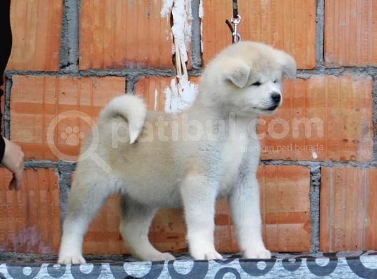 Akita Inu Yavruları Safkan Irk Ve Sağlık Garantili görsel