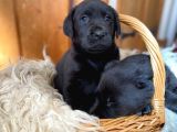Labrador Yavruları Safkan Irk Ve Sağlık Garantili