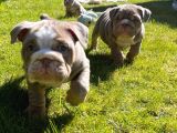 İngiliz Bulldog Yavruları Safkan Irk Ve Sağlık Garantili