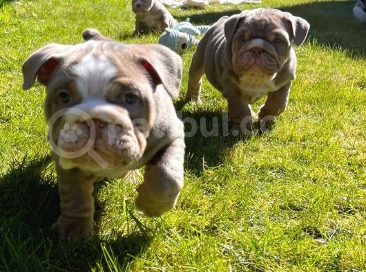 İngiliz Bulldog Yavruları Safkan Irk Ve Sağlık Garantili görsel
