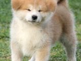 Akita Inu Yavruları Safkan Irk Ve Sağlık Garantili