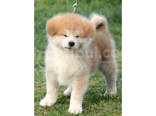 Akita Inu Yavruları Safkan Irk Ve Sağlık Garantili görsel