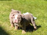 İngiliz Bulldog Yavruları Safkan Irk Ve Sağlık Garantili