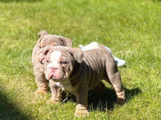 İngiliz Bulldog Yavruları Safkan Irk Ve Sağlık Garantili görsel