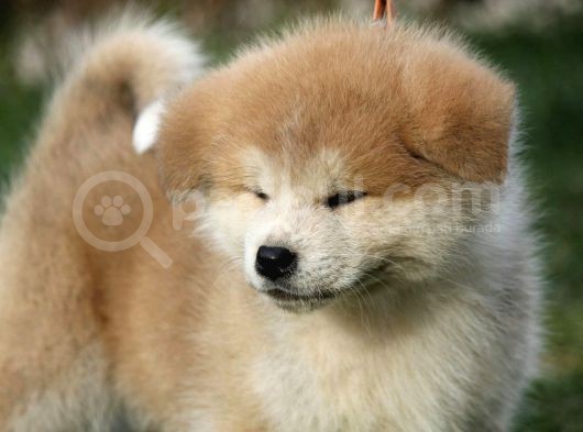 Akita Inu Yavruları Safkan Irk Ve Sağlık Garantili görsel