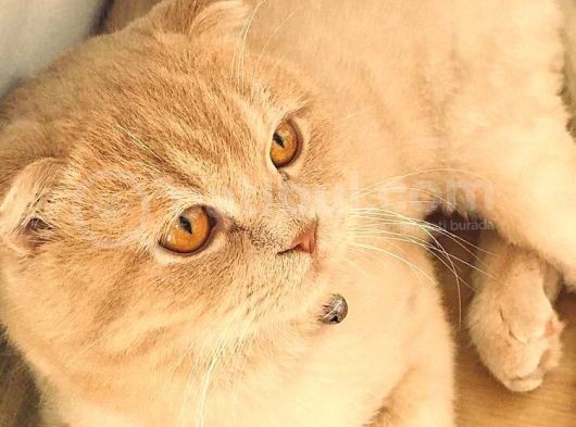 Dişi Lilac Ve Blue Point 2 Aylık Yavrular görsel