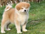 Akita Inu Yavruları Safkan Irk Ve Sağlık Garantili