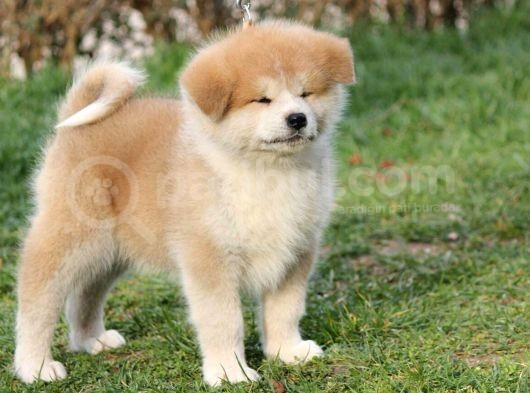 Akita Inu Yavruları Safkan Irk Ve Sağlık Garantili görsel